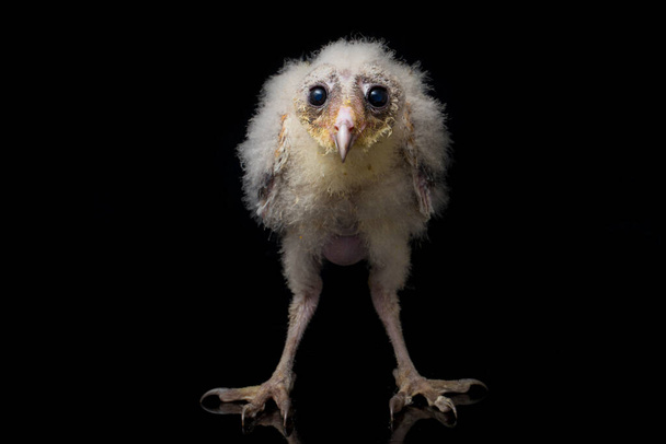 Un pollito de Barn Owl tyto alba aislado sobre fondo negro
 - Foto, Imagen