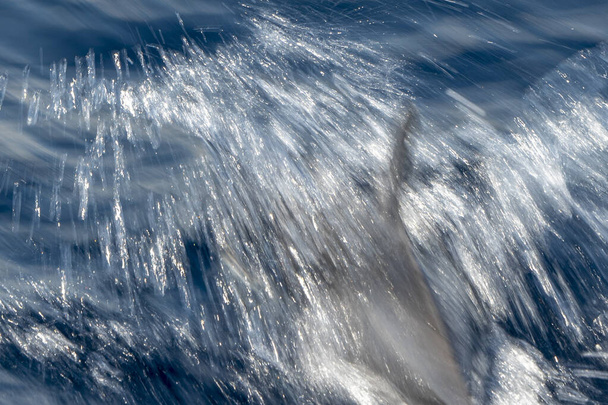 Beweging effect op gestreepte dolfijn springen buiten de zee - Foto, afbeelding