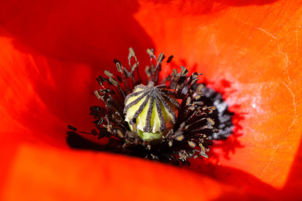 Макро крупный план изолированного красного кукурузного цветка мака (папавер роя) с лепестками бумаги (фокус на семенной горшок
) - Фото, изображение