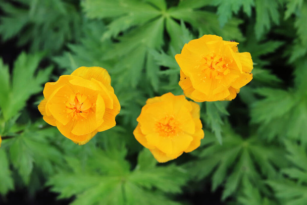flores amarillas trollius en el jardín
 - Foto, Imagen