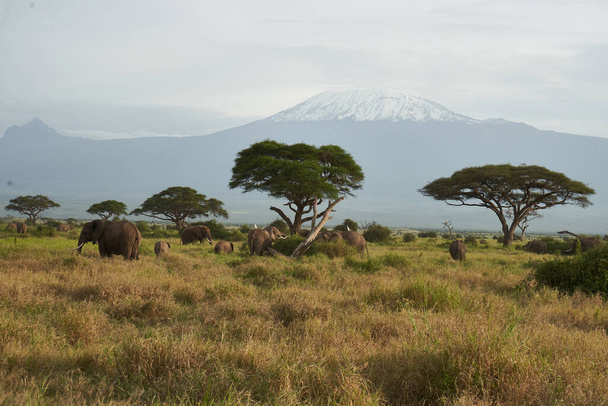  Amboseli - Cinq grands Safari - Kilimandjaro éléphant de brousse d'Afrique Loxodonta africana - Photo, image