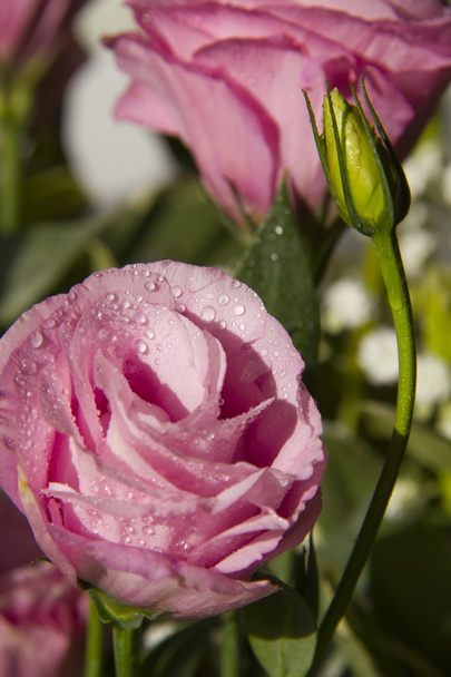 rosa Eustoma-Blume mit Wassertropfen - Foto, Bild
