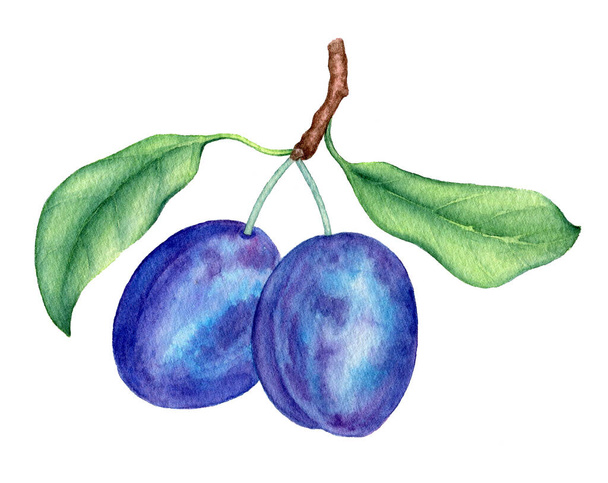 Branche de prunes aux feuilles vertes isolées sur un fond blanc illustration aquarelle adaptée aux dessins alimentaires - Photo, image