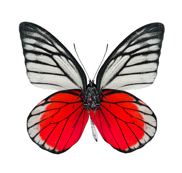 白い背景に隔離された大きな赤い蝶 - 写真・画像