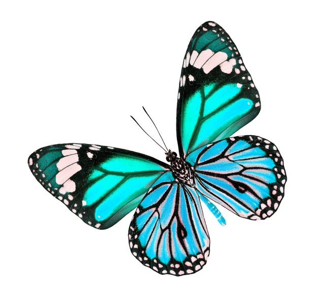 Прекрасний синій вишуканий метелик ізольований на білому тлі
 - Фото, зображення