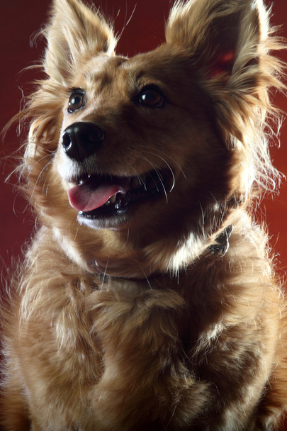 Italienischer Mischlingshund 2505 - Foto, Bild