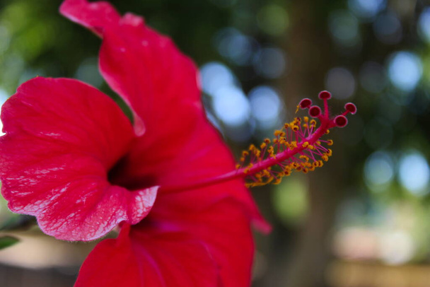 Détails des pistils et des anthères. Gros plan d'une fleur d'hibiscus rouge, avec des détails d'anthères et de pistils. Beja, Portugal. - Photo, image