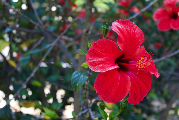Прекрасна квітка гібіска з деталями і зеленим фоном. Hibiscus rosa-Sinensis, китайський гібіскус, китайська троянда, гавайський гібіскус, трояндовий мапус, чорне дерево. Беджа, Португалія. - Фото, зображення