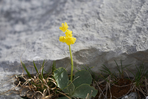 Гора Примула аурікула має вуха Primulaceae Macro - Фото, зображення