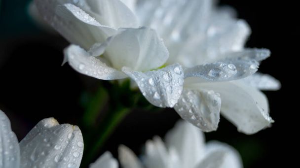 Delicate white chrysanthemum on a black background - 写真・画像