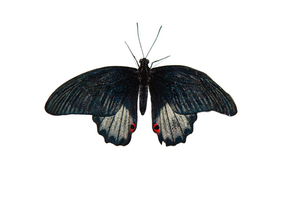 Limenitis archippus, віце-королівський метелик, ізольовано на білому
 - Фото, зображення