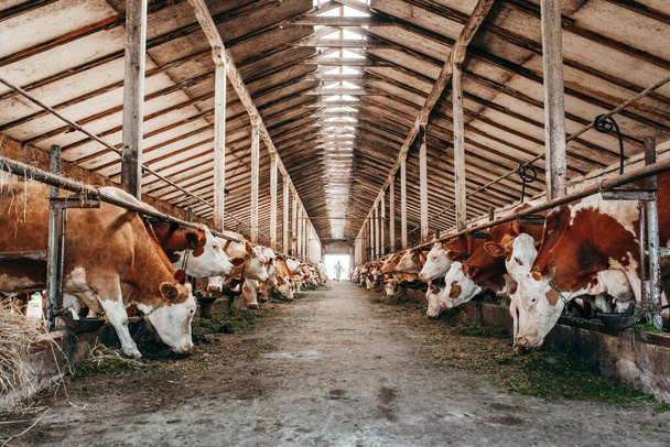 Long row of cows sticking their heads out bars of stable to feed - Foto, Imagen