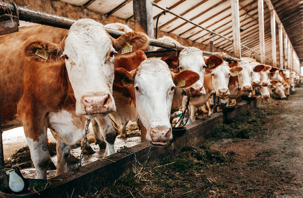 Длинный ряд коров, высовывающих головы из конюшни, чтобы кормить
 - Фото, изображение