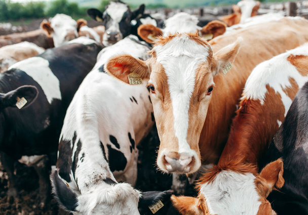 larga fila de vacas sacando la cabeza por barras de establo para alimentar
 - Foto, imagen