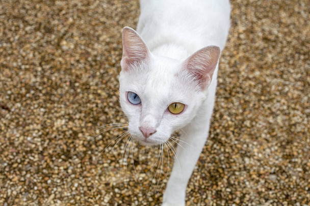 Белая кошка с двумя цветными глазами, голубыми и желтыми. (Khaomanee) Thai cat
. - Фото, изображение
