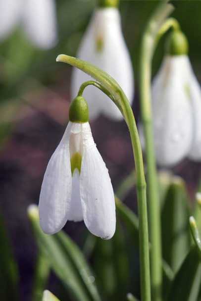 The first spring flower is one white snowdrop. vertical - Photo, Image
