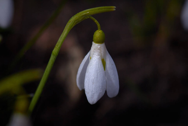The first spring flower is one white snowdrop. - Photo, Image
