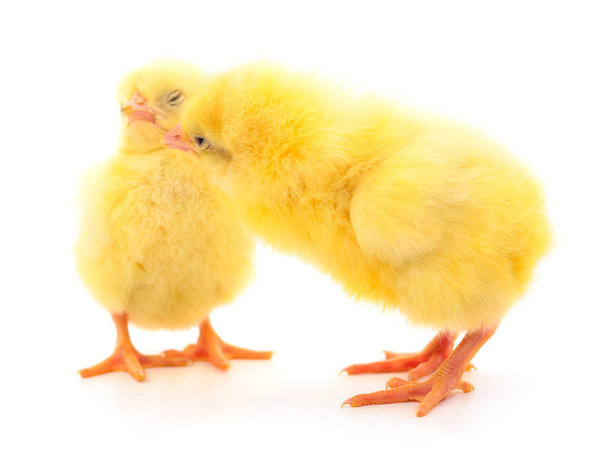Two yellow chicks isolated on white background. - Photo, Image