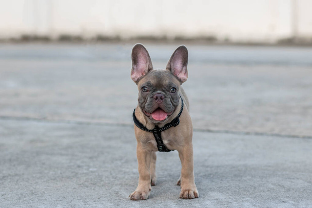 A cute fawn colored French Bulldog. Adorable french bulldog puppy. Walking around the street. Gray white background.vintage style. copy space. - Photo, Image