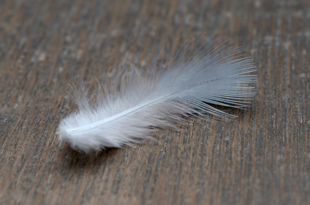 feather on the old wood texture. - Photo, image