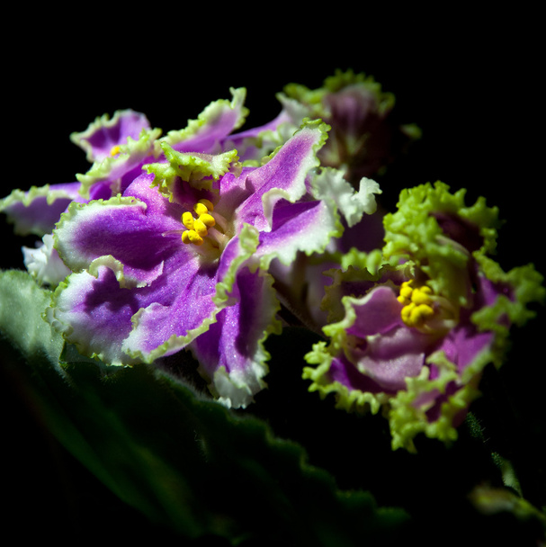 Blooming African violet isolated on black - Photo, Image