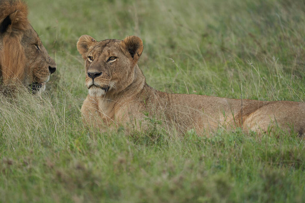 Lev a lvice Keňa Safari Savanna krytí - Fotografie, Obrázek