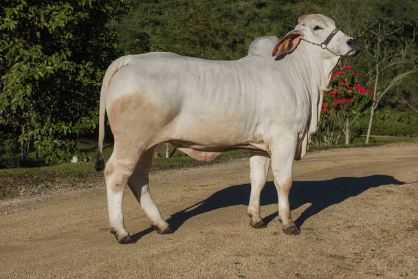 allevamento della razza bovina Brahman - Foto, immagini