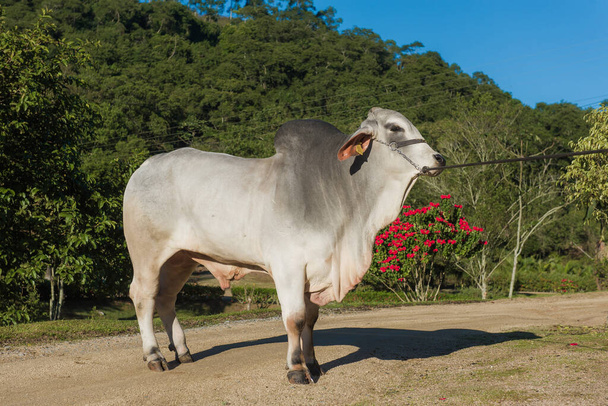 criação da raça de gado de Brahman
 - Foto, Imagem