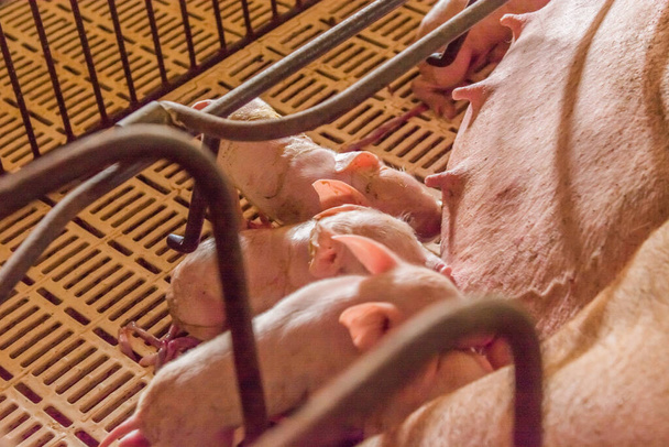Pig farms in confinement mode - Photo, Image