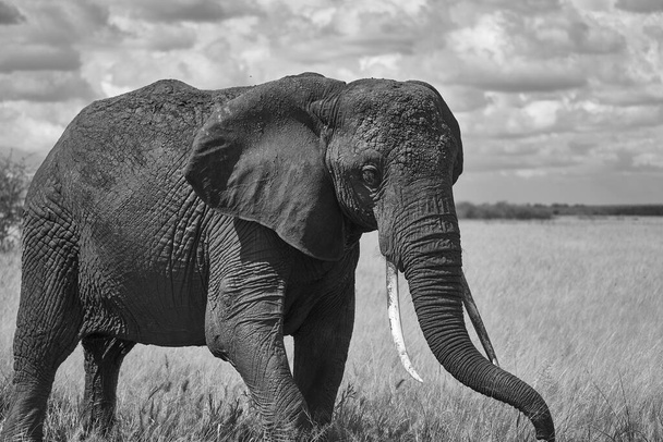 Éléphant Big énorme Tusker Amboseli Big Five Safari bébé éléphant de brousse africaine Loxodonta africana Noir et blanc - Photo, image