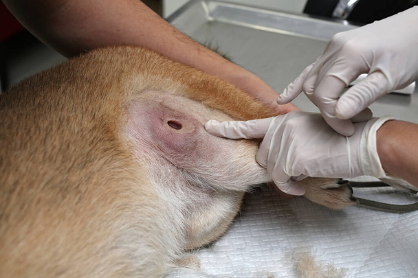 Ветеринар вказує на тип виразки. Лікар поголив собаку, щоб зробити рану. ветеринарна хірургія. Ветеринарна хірургія. функціонує поранений собака. Рана для шиба іну
. - Фото, зображення