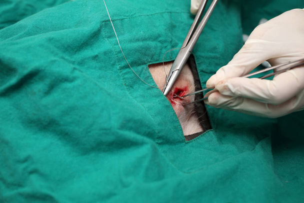 Dierenartsen gebruiken messen, scharen om een hondenwond door te snijden. Chirurg aan het werk in de operatiekamer. Hand van dierenarts chirurgie. pincet en naald in het proces van het hechten van een wond op de huid shiba inu. - Foto, afbeelding