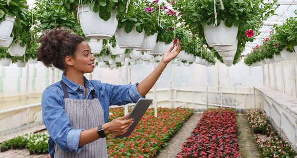Καλλιέργεια και φροντίδα λουλουδιών στη φάρμα. Ευτυχισμένη Αφροαμερικανή νεαρή γυναίκα ελέγχει την ποιότητα των φυτών γλάστρα στο θερμοκήπιο - Φωτογραφία, εικόνα