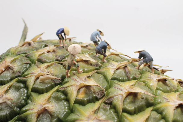 Азійські робітники на ананасових плантаціях. Фермери збирають ананас.. - Фото, зображення