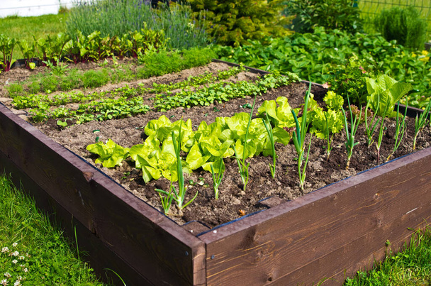 Ev bahçesinde toprak olan ahşap sebze yatak kutusu. Ekoloji ve ev yetiştirme kavramı.  - Fotoğraf, Görsel