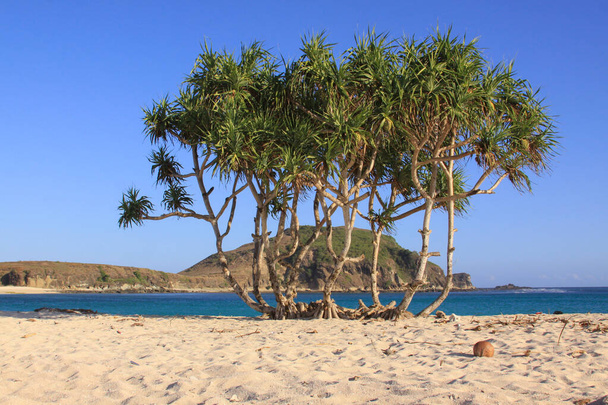 Palm like plant growing on sandy beach in Lombok. Kuta Lombok is an exotic paradise on the Indonesian island, with beautiful white sand beaches and crystal clear turquoise waters. - Photo, Image