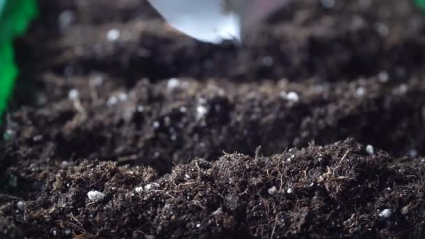 φύτευση σπόρων στο προετοιμασμένο έδαφος σε περιέκτη στο σπίτι, έννοια της αγροκαλλιέργειας - Πλάνα, βίντεο