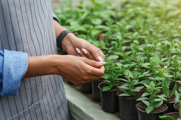 Pflanztriebspflanzen pflanzen. Hände einer Afroamerikanerin mit Smartwatch, die Sprossen kontrolliert - Foto, Bild
