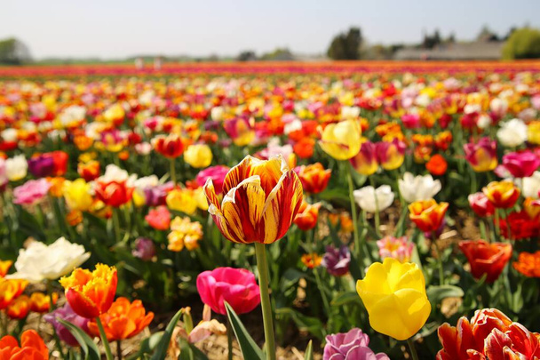 View on field of german cultivation farm with countless tulips (focus on red and yellow bulb in center) - Grevenbroich, Germany - Фото, изображение