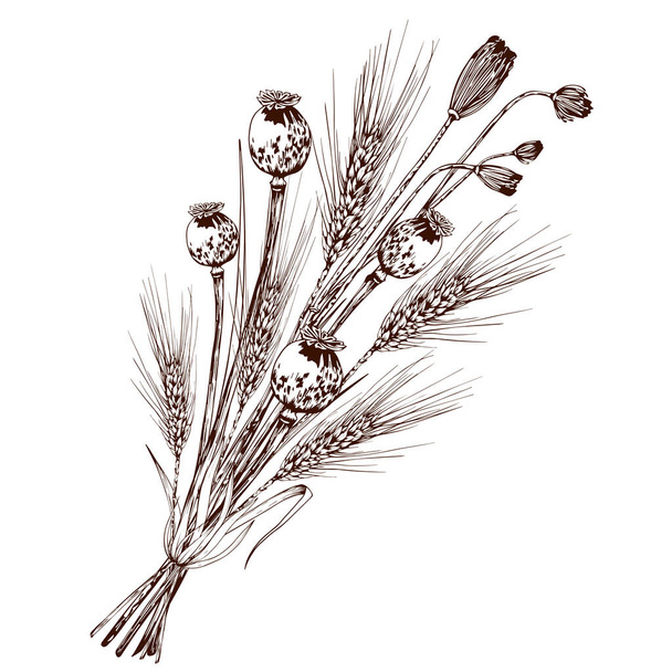 Bouquet of wheat spikelets, poppy seed boxes and wild flowers. - Vector, afbeelding