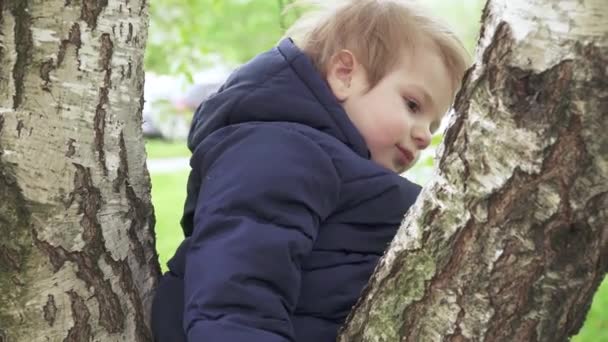 Boy on a birch in park - Imágenes, Vídeo