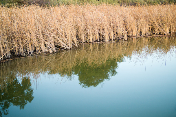 a colorado riverbank fű - Fotó, kép
