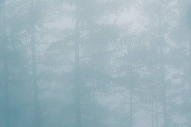 misztikus erdő ködben, fatörzs a reggeli ködben, rejtélyes bűnügyi helyszín, füst az erdőtűzben - Fotó, kép