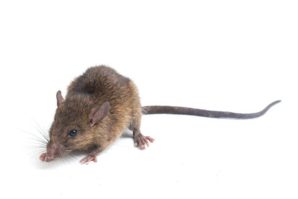 Brązowy szczur Rattus rattus izolowany na białym tle - Zdjęcie, obraz