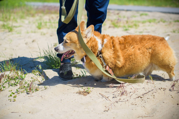 Gouden hond van Corgi fokt voor een wandeling op het platteland rond het meer. Het leven van huisdieren - Foto, afbeelding