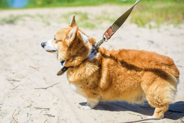 Золотий собака коргі розмножується для прогулянки по сільській місцевості навколо озера. Життя домашніх тварин - Фото, зображення