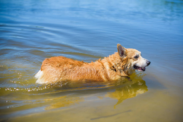 Złoty pies rasy Corgi na spacer po wsi wokół jeziora. Życie zwierząt domowych - Zdjęcie, obraz