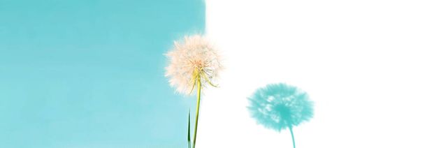 Kreatív nyári koncepció fehér pitypang virágokkal és árnyék kék háttérrel. Közelkép, fénymásolás - Fotó, kép