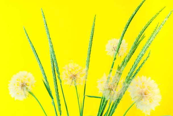 Bílé pampelišky květenství a zelené bodce na žlutém pozadí. Koncept pro slavnostní zázemí nebo pro projekt. Ahoj Summer. Creative copy space, close-up - Fotografie, Obrázek