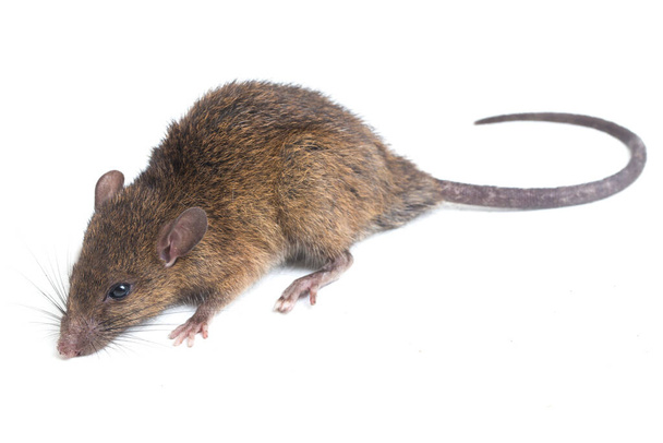 Rattus rattus rattus rato marrom isolado sobre fundo branco
 - Foto, Imagem